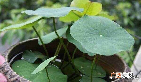 盆栽睡莲怎么养开的鲜花多?一个小技巧爆盆