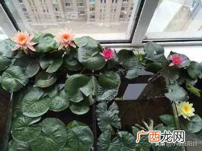 盆栽睡莲怎么养开的鲜花多?一个小技巧爆盆