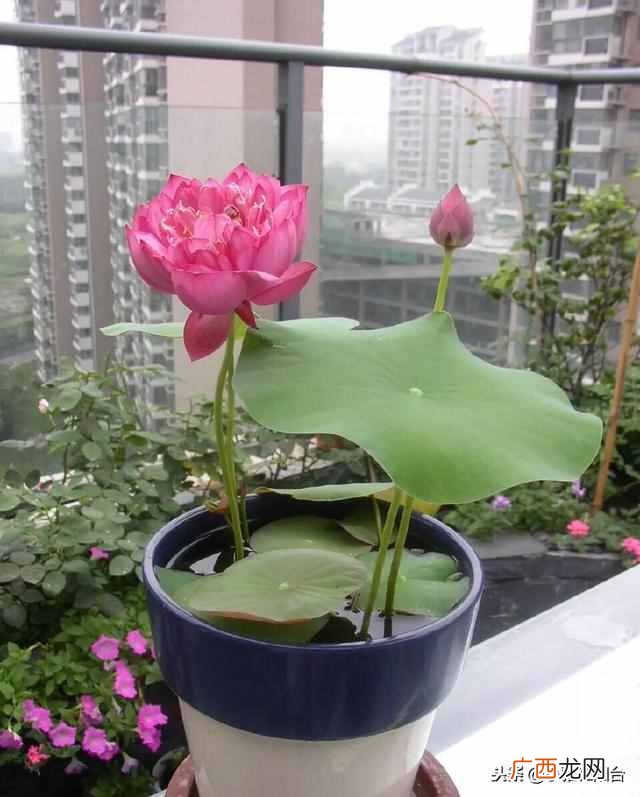 盆栽睡莲怎么养开的鲜花多?一个小技巧爆盆
