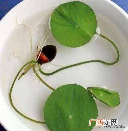 盆栽睡莲怎么养开的鲜花多?一个小技巧爆盆