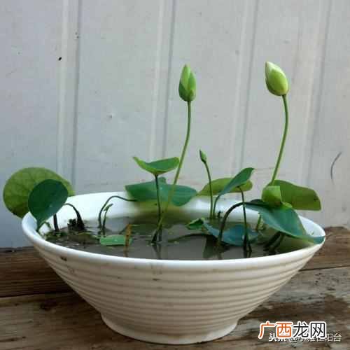 盆栽睡莲怎么养开的鲜花多?一个小技巧爆盆