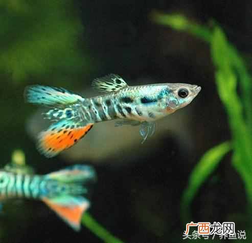 孔雀鱼怎么养长的快?养鱼达人把饲养技巧教给