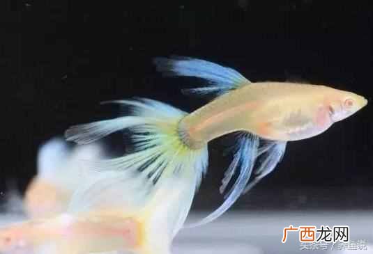 孔雀鱼怎么养长的快?养鱼达人把饲养技巧教给