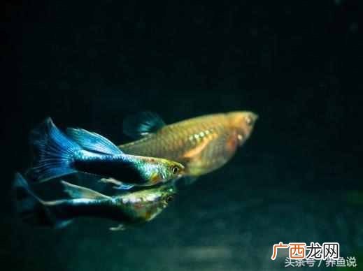 孔雀鱼怎么养长的快?养鱼达人把饲养技巧教给