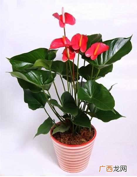 红掌怎么养才能更茂盛？老花农3个家庭养法，花