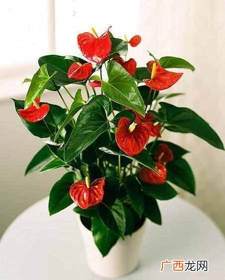 红掌怎么养才能更茂盛？老花农3个家庭养法，花