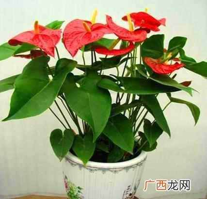 红掌怎么养才能更茂盛？老花农3个家庭养法，花
