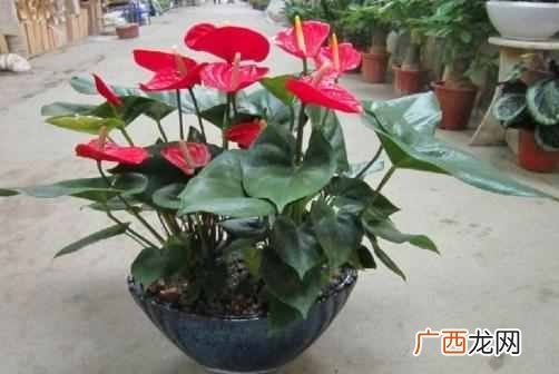 红掌怎么养才能更茂盛？老花农3个家庭养法，花