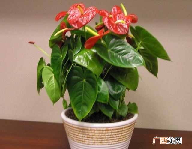 红掌怎么养才能更茂盛？老花农3个家庭养法，花