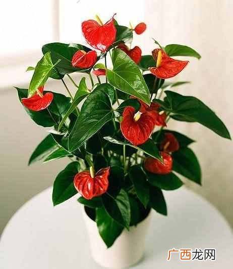 红掌怎么养才能更茂盛？老花农3个家庭养法，花