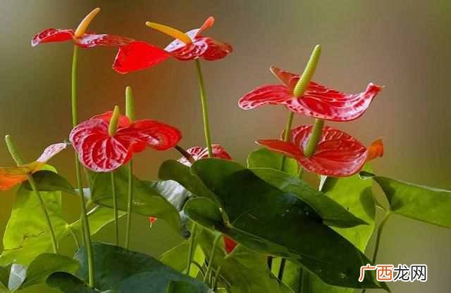红掌怎么养才能更茂盛？老花农3个家庭养法，花