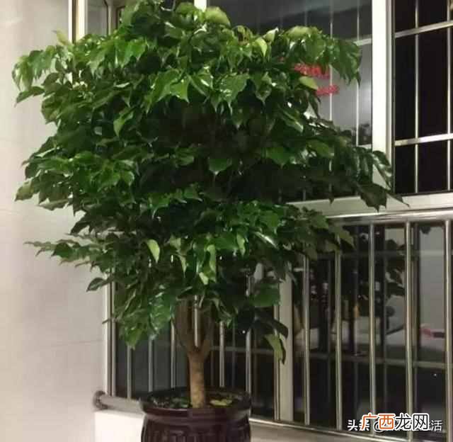 冬季室内幸福树怎么养？掌握好这3点，幸福树开