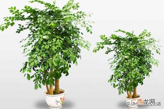 冬季室内幸福树怎么养？掌握好这3点，幸福树开