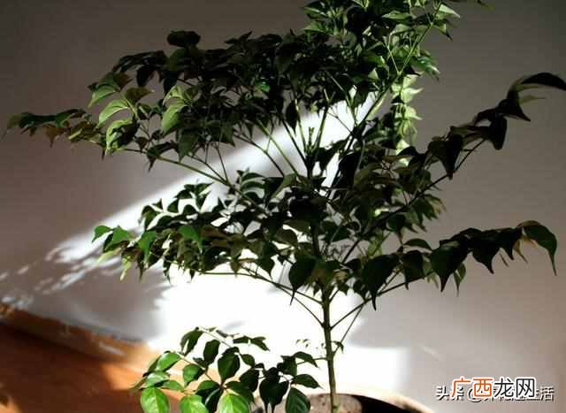 冬季室内幸福树怎么养？掌握好这3点，幸福树开