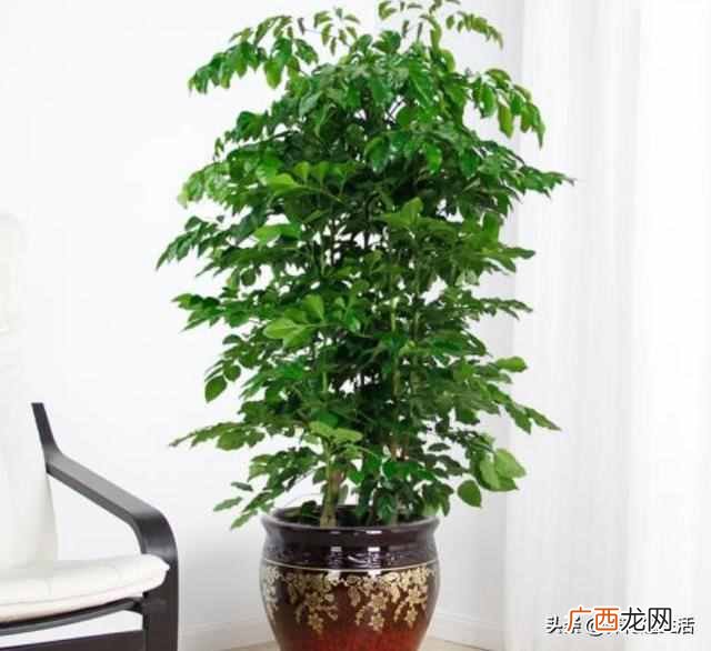 冬季室内幸福树怎么养？掌握好这3点，幸福树开