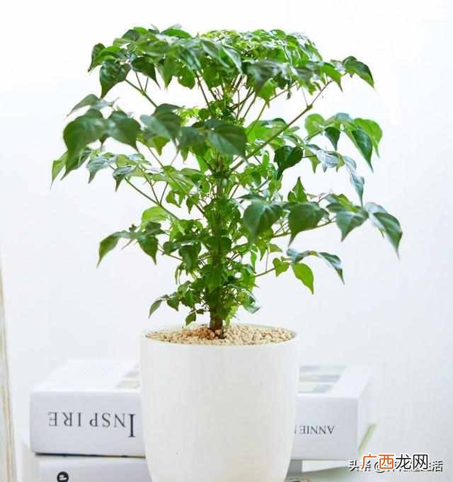 冬季室内幸福树怎么养？掌握好这3点，幸福树开