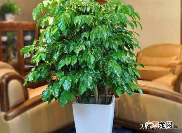 冬季室内幸福树怎么养？掌握好这3点，幸福树开