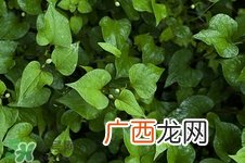 鱼腥草有消炎的作用吗?消炎效果怎么样