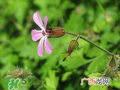 鱼腥草有消炎的作用吗?消炎效果怎么样