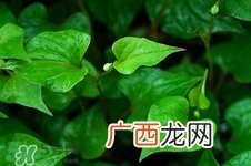 鱼腥草有消炎的作用吗?消炎效果怎么样
