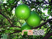柚子叶洗澡有什么用?柚子叶的功效与作用