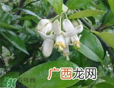 柚子叶洗澡有什么用?柚子叶的功效与作用