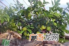 柚子叶洗澡有什么用?柚子叶的功效与作用