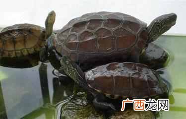 乌龟冬天怎么养放水吗？冬天养龟须知