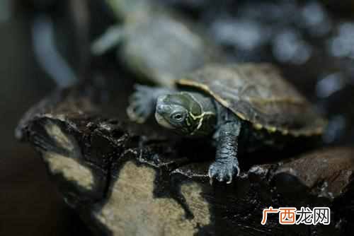 乌龟冬天怎么养放水吗？冬天养龟须知