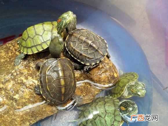 乌龟冬天怎么养放水吗？冬天养龟须知