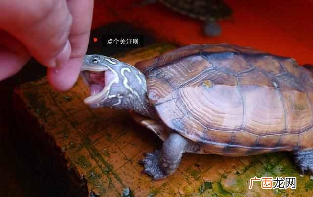 中华草龟怎么养更有灵性？10年养龟人给你一下经
