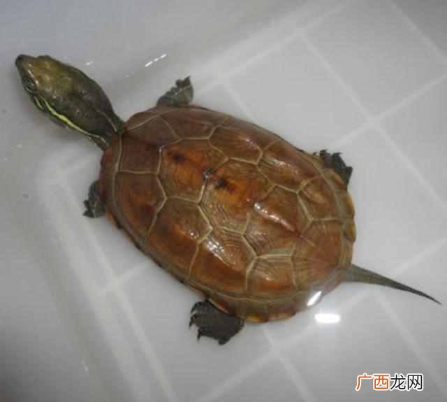 中华草龟怎么养更有灵性？10年养龟人给你一下经
