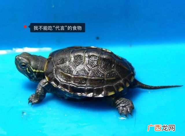 中华草龟怎么养更有灵性？10年养龟人给你一下经
