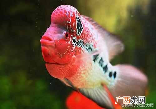 罗汉鱼怎么养颜色好看出爆头王？（4大注意事项