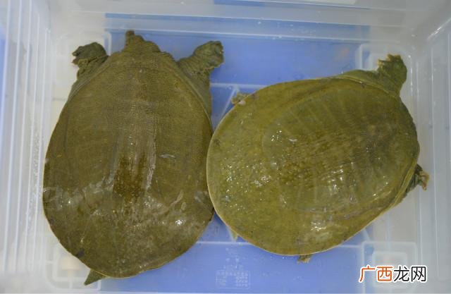 什么鱼不能人工养殖 人工养殖鳖