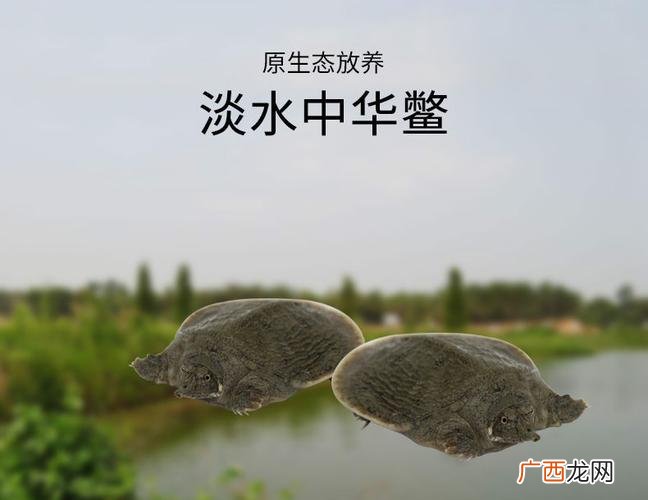 什么鱼不能人工养殖 人工养殖鳖