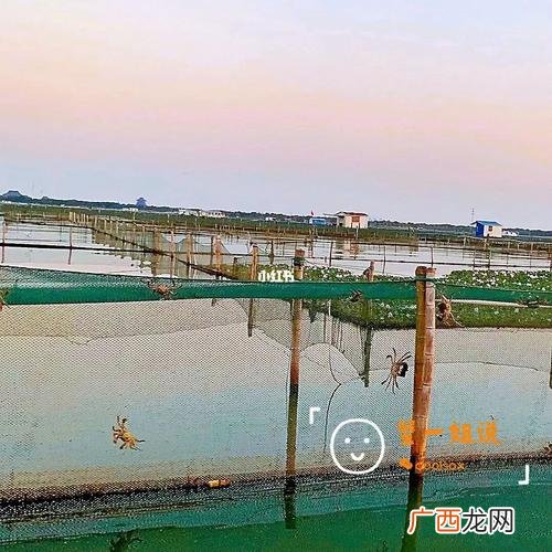 大闸蟹养殖技术 人工养殖螃蟹