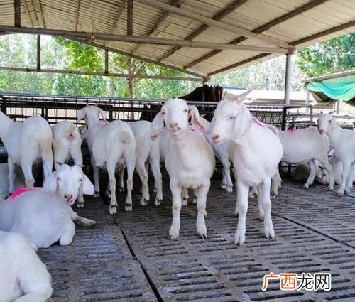 养绒山羊还是养肉羊前景好 绒山羊养殖规模