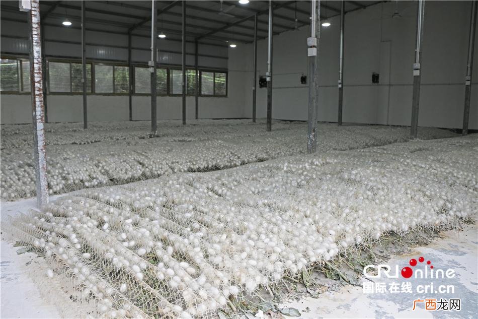 桑蚕养殖技术视频 桑蚕养殖过程