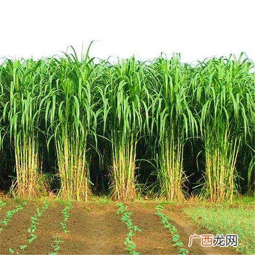 山东养牛 山东和牛养殖