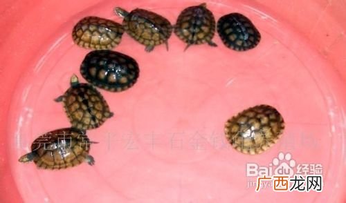 纯种金钱龟 室内养殖金钱龟