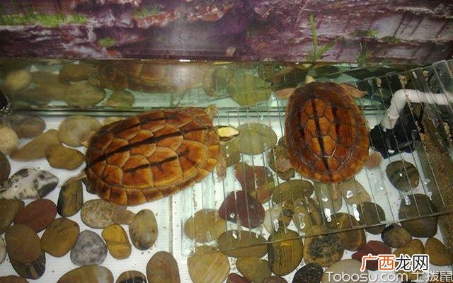 纯种金钱龟 室内养殖金钱龟