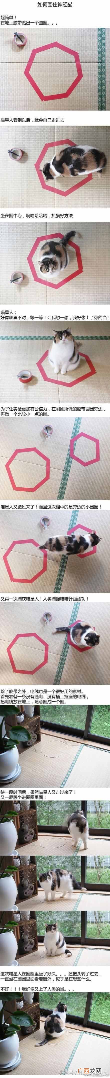 围住神经猫怎么玩?一分钟就能围住的技巧