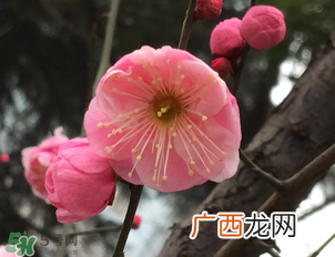梅花可以放卧室吗？梅花放在卧室风水好吗？