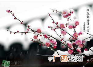 梅花可以放卧室吗？梅花放在卧室风水好吗？