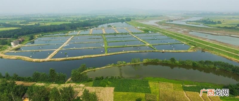 雨水怎样处理可以用来养鱼 水产养殖雨水多