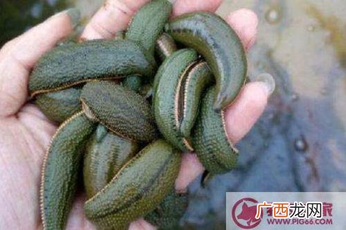 什么是经济效益 水蛭养殖经济效益