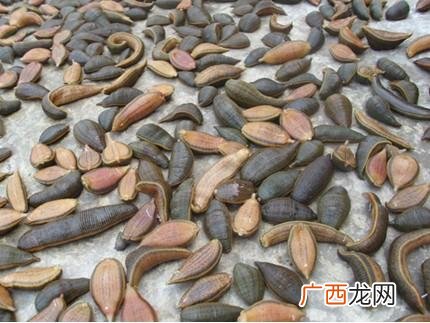 什么是经济效益 水蛭养殖经济效益