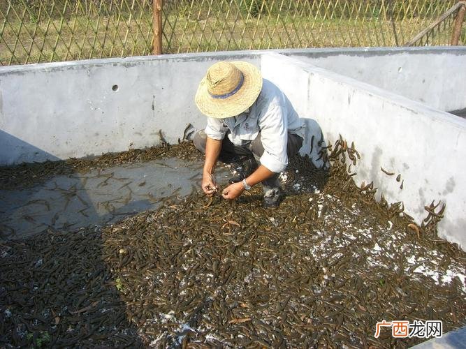 室内养殖水蛭视频教程 水蛭在室内养殖可以嘛