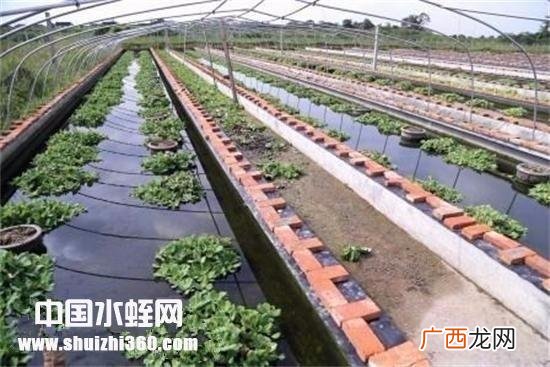室内养殖水蛭视频教程 水蛭在室内养殖可以嘛